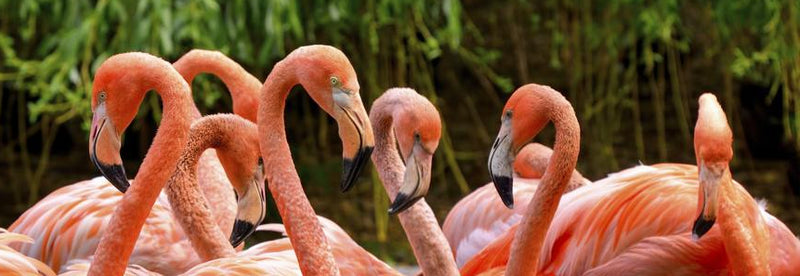 The Pink Bird, New Flamingo Themed Merchandise